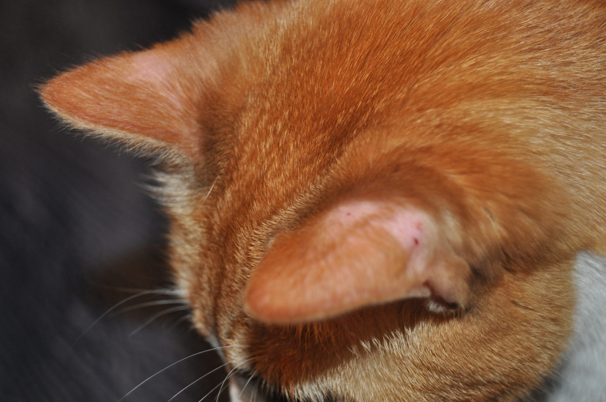 Cat Losing Hair On Ears Reddit Cat Meme Stock Pictures And Photos