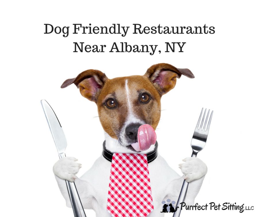 dog-friendly-restaurants-near-albany-ny-purrfect-pet-sitting-llc